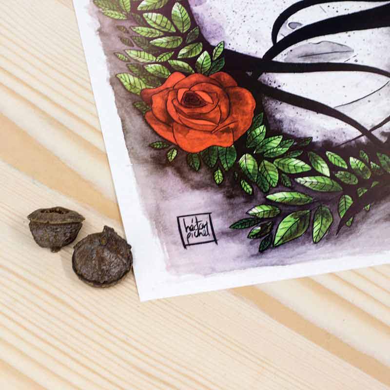 Ilustración Pichel Rosas