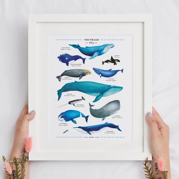 Lámina ballenas del mundo