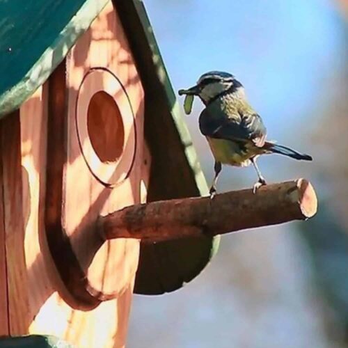 cabaña-aves