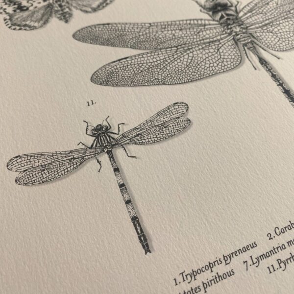 Lámina insectos de Galicia