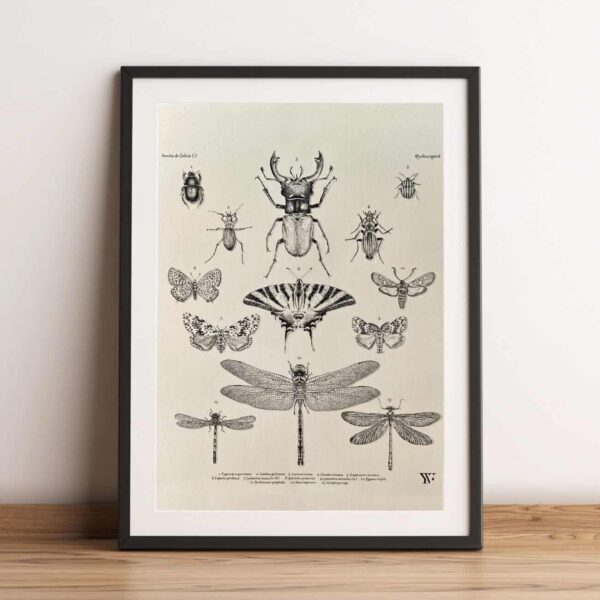 Lámina insectos de Galicia