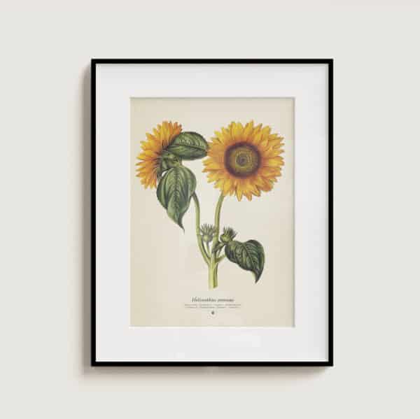 Girasol de papel Pop Up