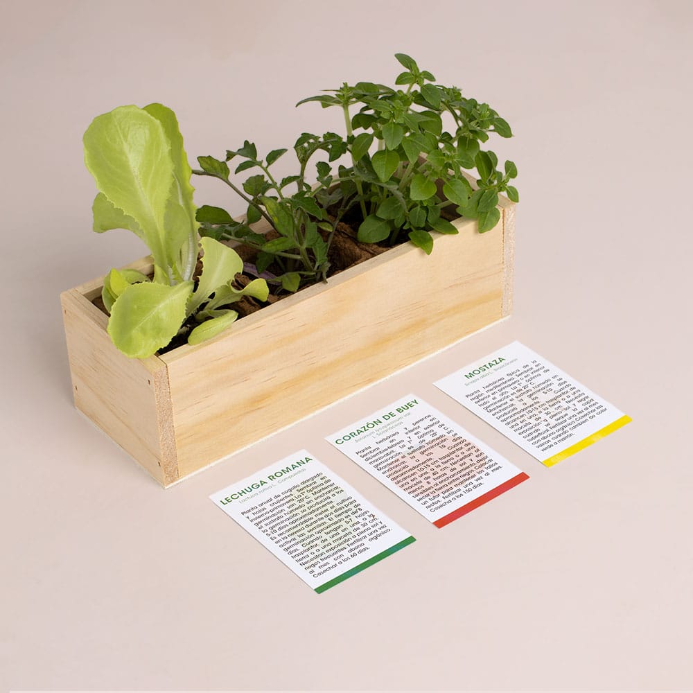 Kit Autocultivo Hamburguesa