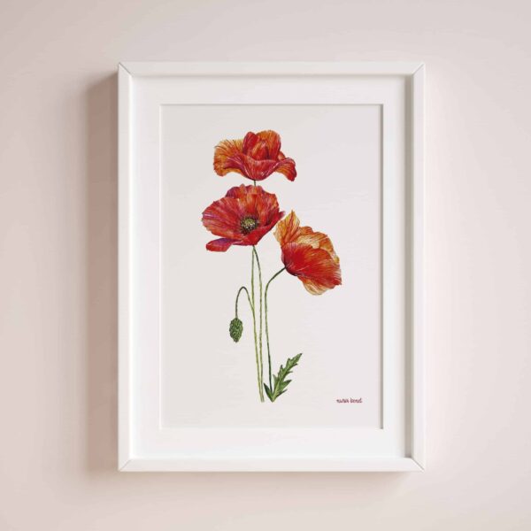 Lámina Amapola