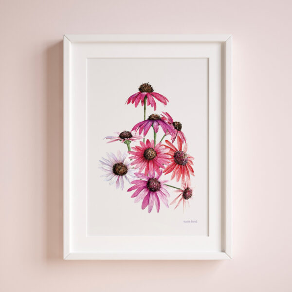 Lámina Equinácea