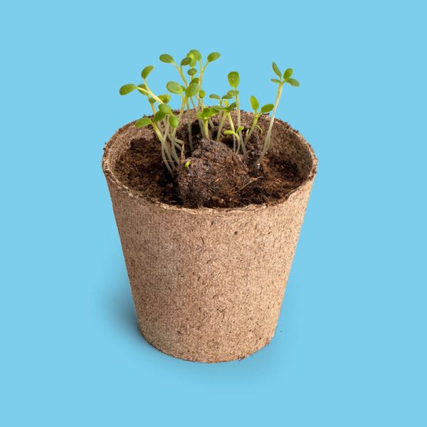 Kit de cultivo para abejas con semillas de flores melíferas, sustrato y maceta biodegradable. Planta, cuida a los polinizadores y llena tu casa de vida.